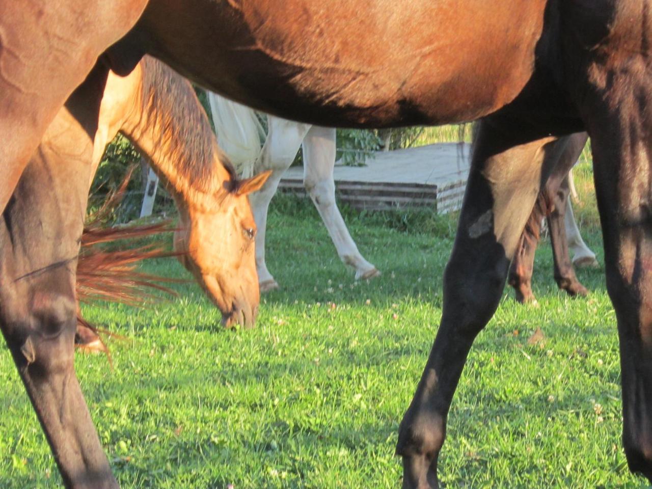 Miramont Horse Trekking Hostel Saicourt Экстерьер фото